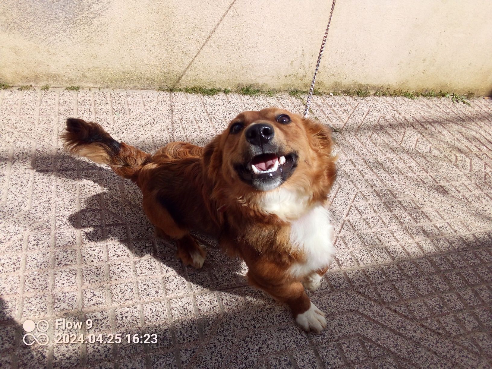 Animal para dar  a quem quiser ter um amigo e companheiro