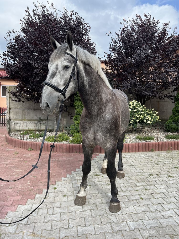 Siwy wałach śląski - AVATAR