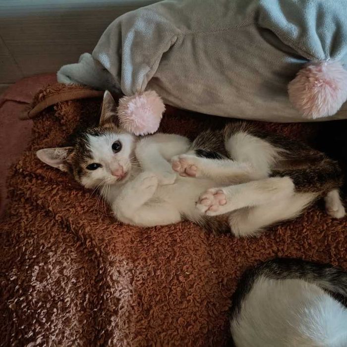 Mały psotnik Ajen czeka na dom, który pokocha jego szaleństwo!