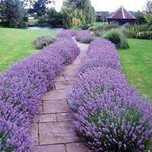 Lawenda wąskolistna Hidcote Blue 40-60cm, w doniczkach