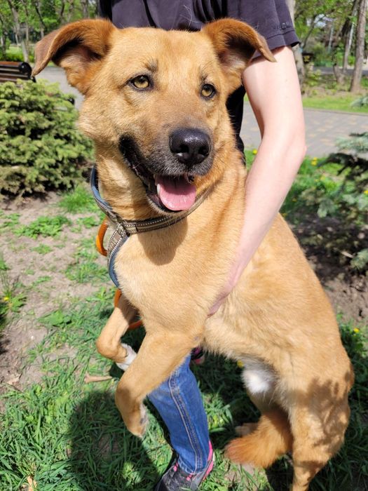 Отдам даром в добрые руки собаку метис овчарки