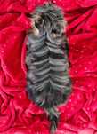 Śliczny cudowny i wyjątkowy chłopiec Blue Merle Yorkshire Terrier