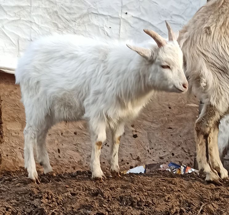 Цапик 50% карлик