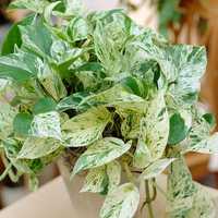 Epipremnum Marble Queen - cuttings