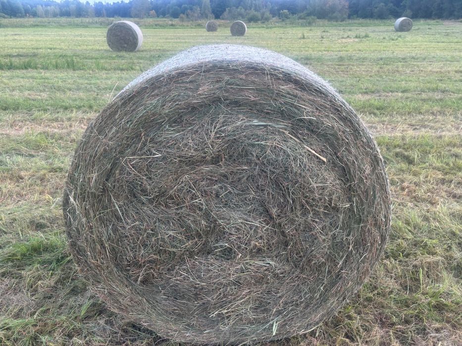 Siano Kosti i baloty