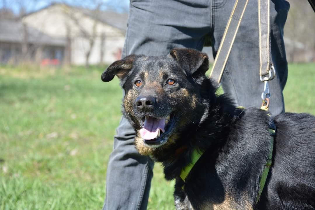 Uroczy psiak w typie owczarka niemieckiego szuka domu