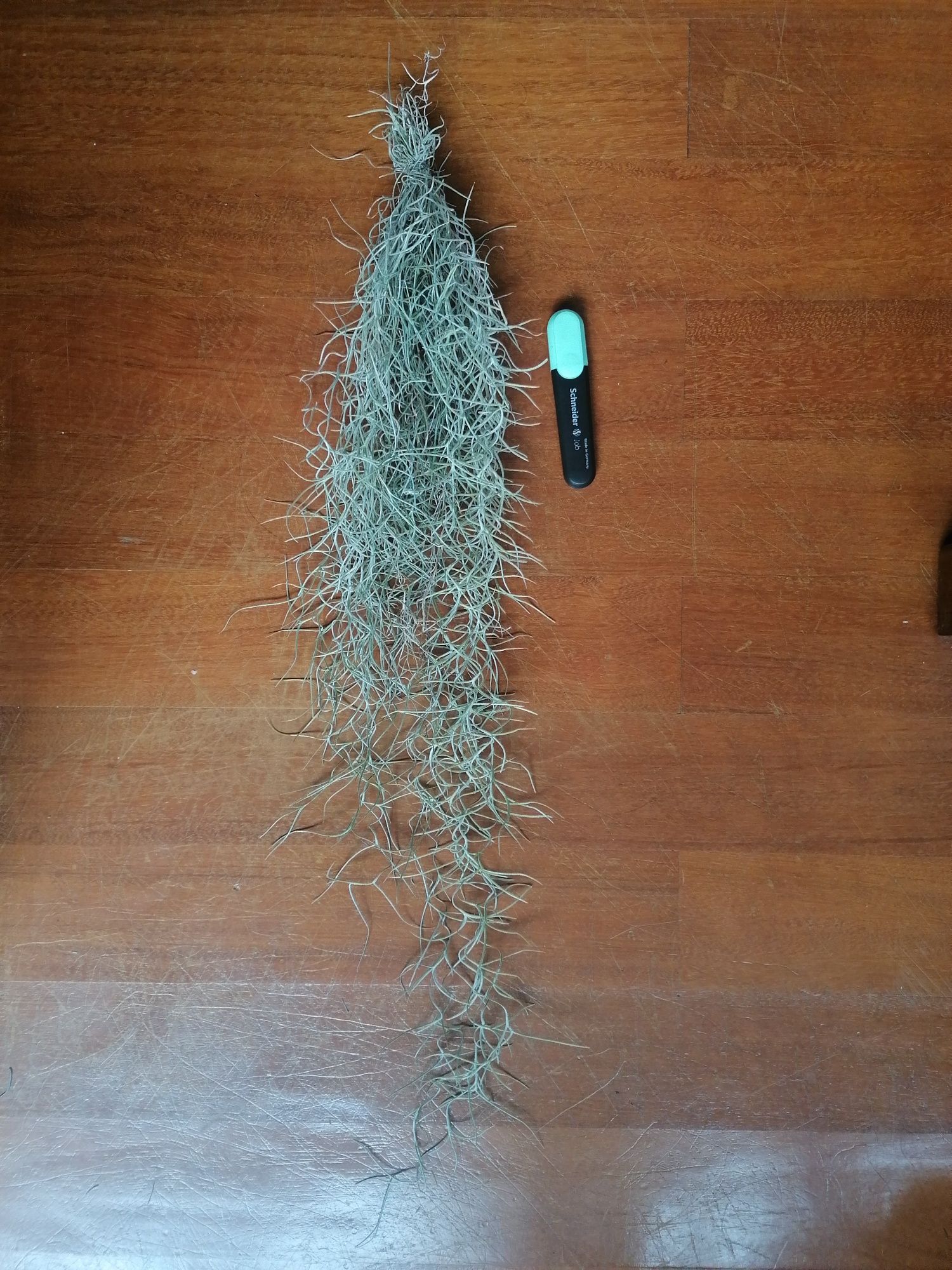 Tillandsia usneoides