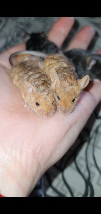 Мышки тексель кучерявые сатиновые