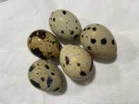 Продам инкубационное перепелинное яйцо породы белый техасец