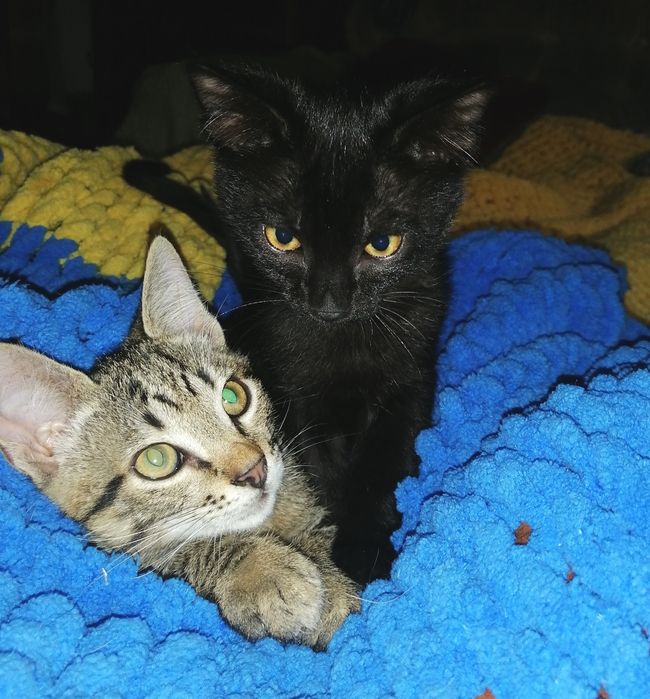 Кошенята - Пантерята  шукають свою люблячу родину!