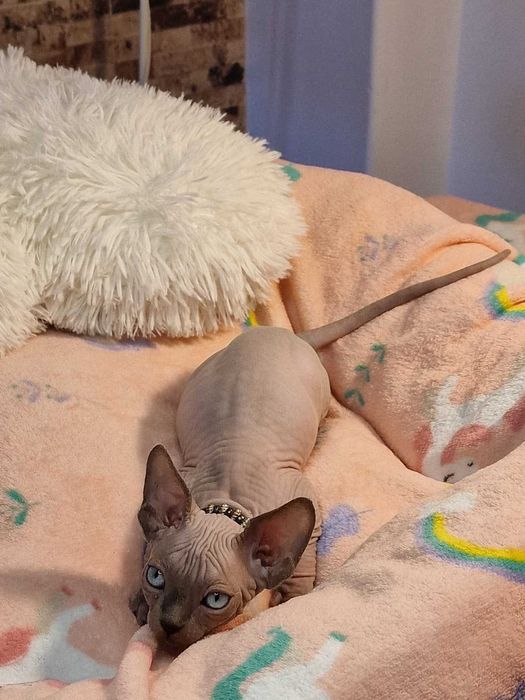 Gatinho Canadian Sphynx Branco