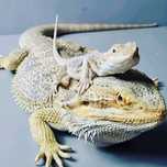 Agama brodata - jaszczurka | agama | gad | Petmarket