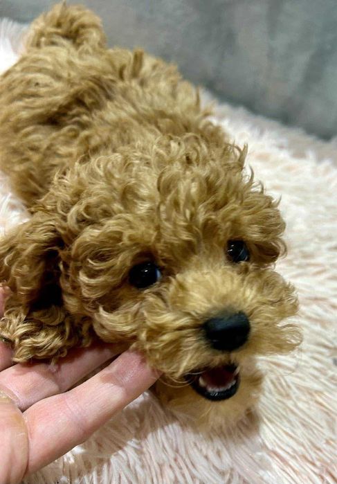 Rezerwacja - Pudel Toy red dziewczynka