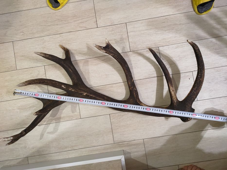 Роги оленячі 2025 року