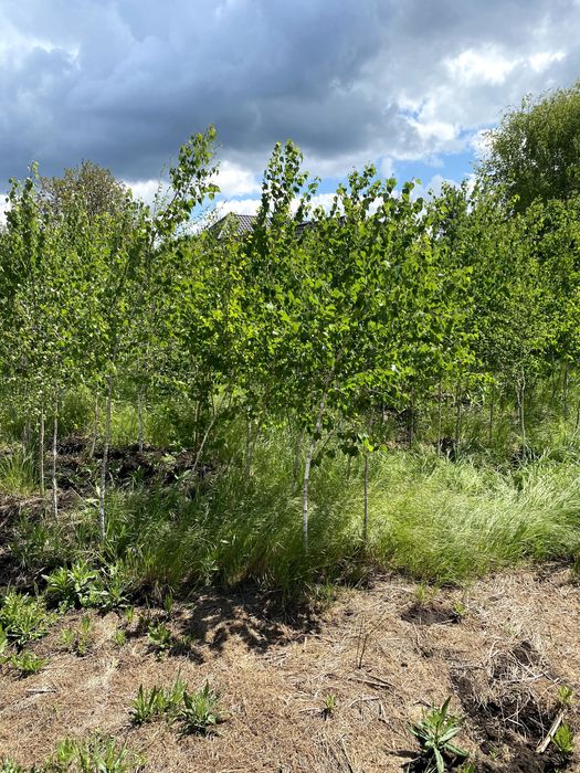 Саджанці берези  Одеса