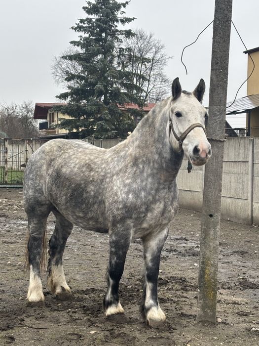 Sprzedam ogiery i klacz