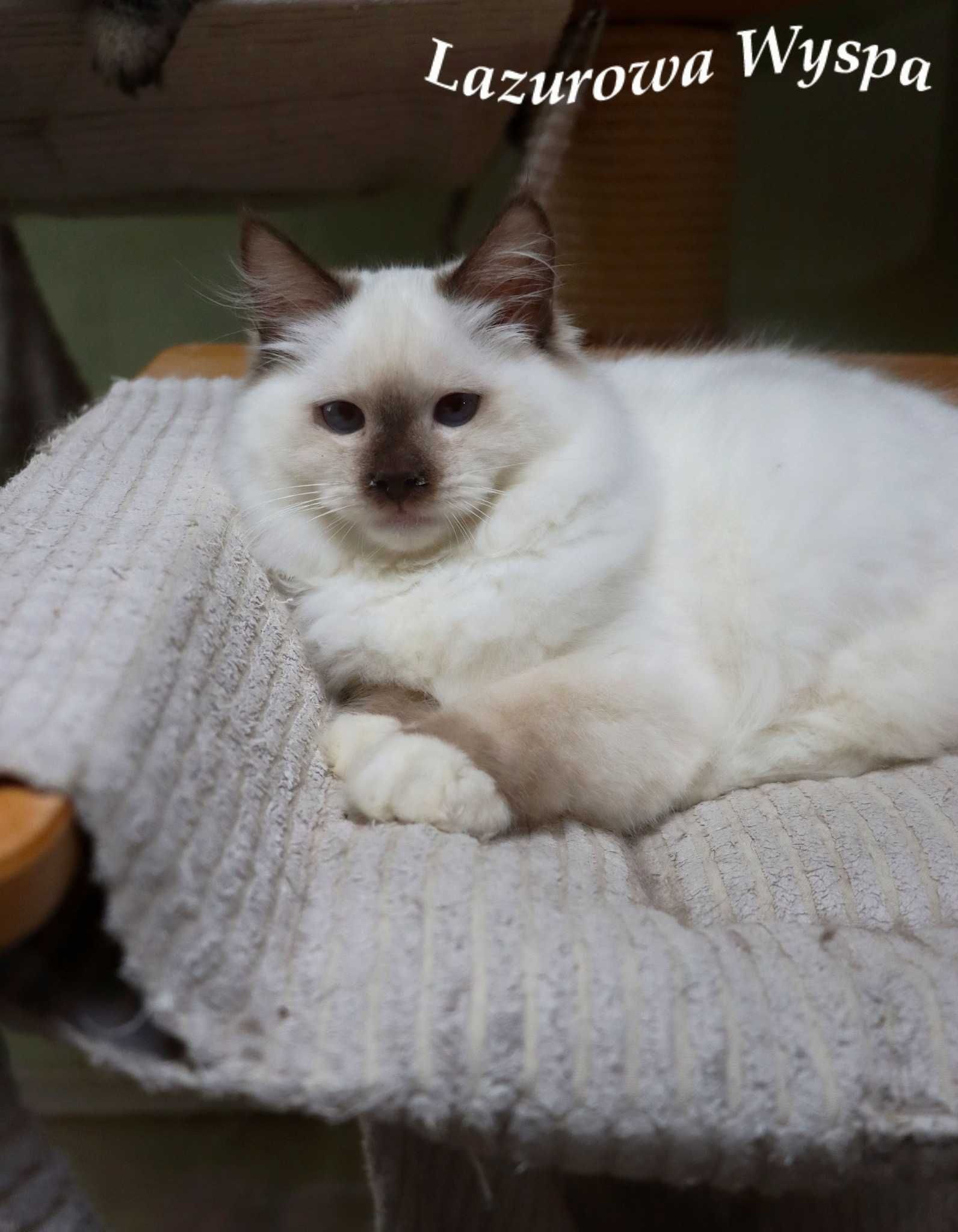 Bazyl ragdoll z Lazurowej Wyspy.