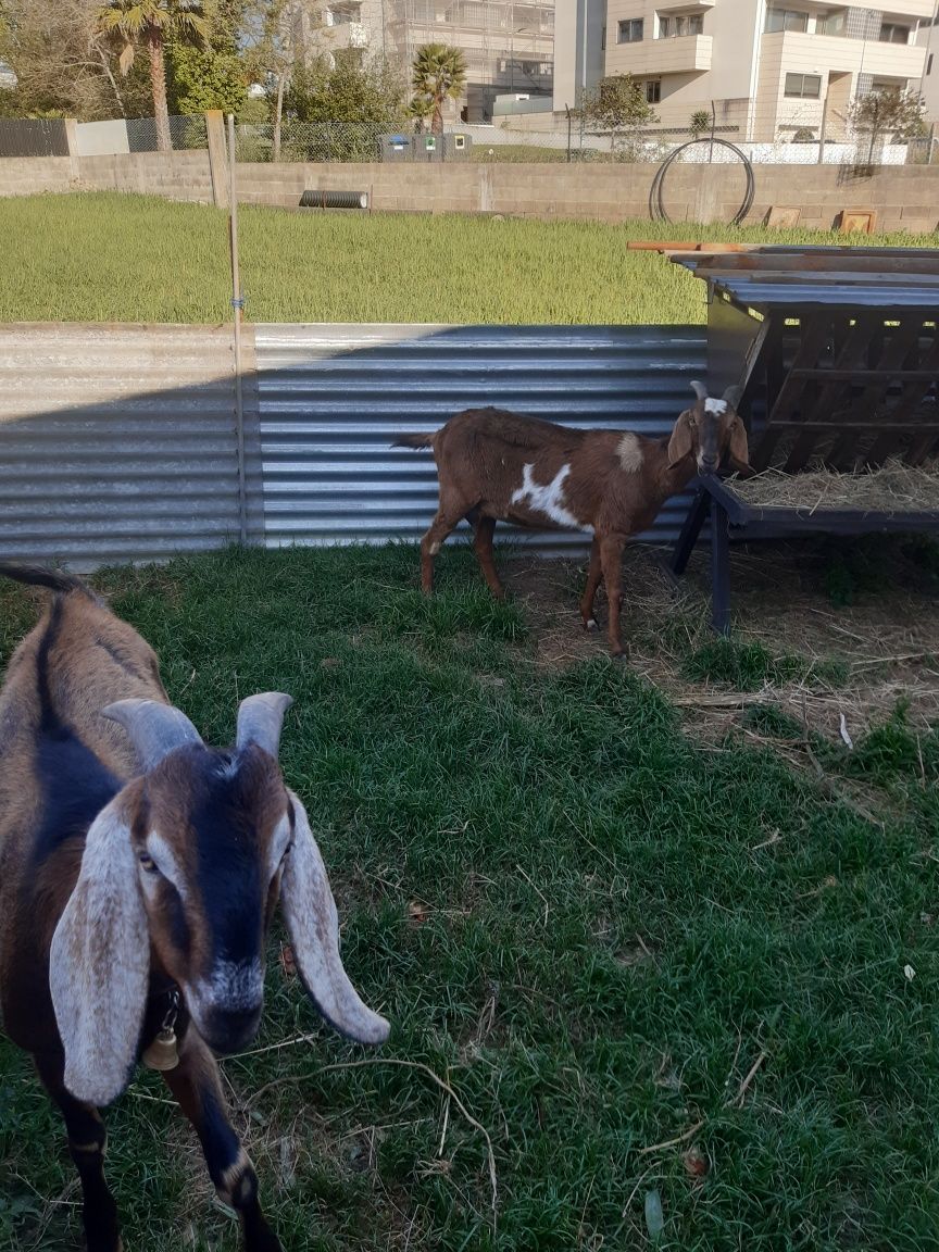 Vendo cabrito ângulo nuviano puro com 2 anos