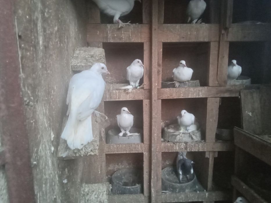 Gołębie ozdobne różne