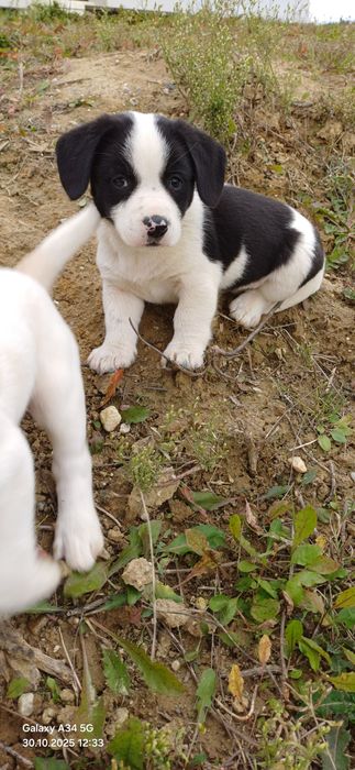 Oddam pieski za darmo