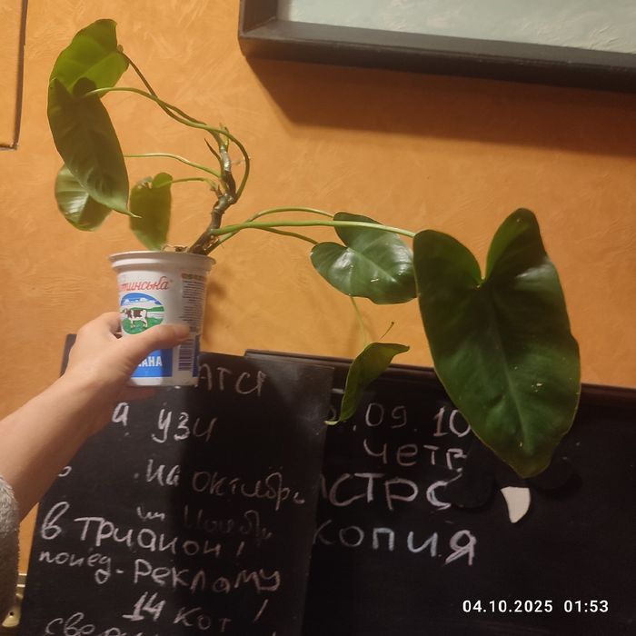 бурле макс   красивый куст