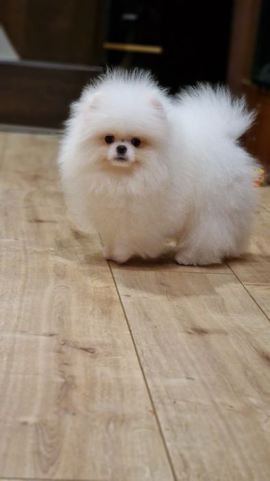 Продаётся высокопород6ый щенок vip качества