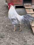 Galo Leghorn Isabella