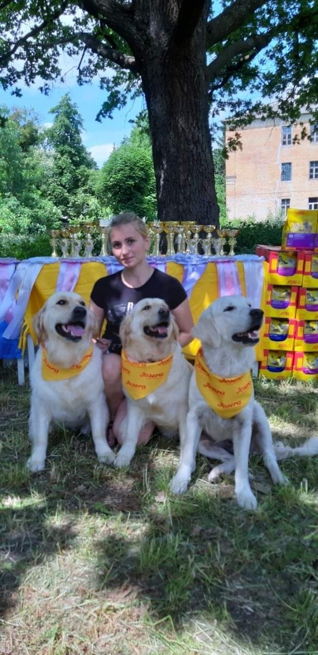 Золотистий ретрівер з документами