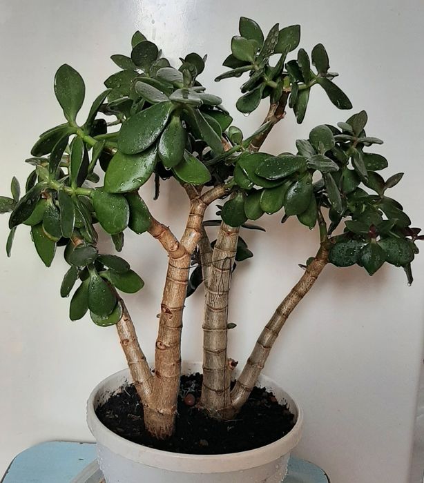 Крассула денежное дерево толстянка 2 шт вазон растение большое