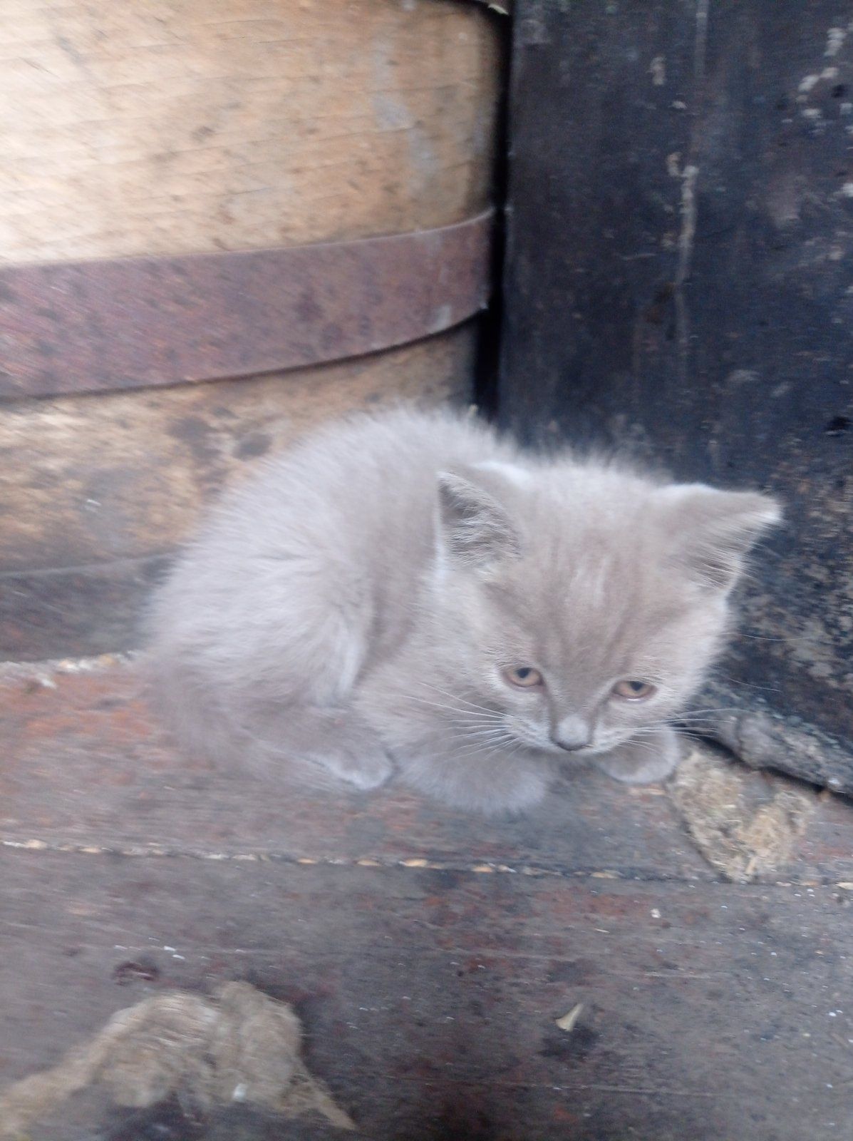 Роздам чудесных котят