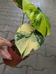 Monstera Aurea Pom Pom’