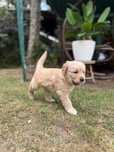 Szczeniak Golden Retriever - suczka ZŁOTA