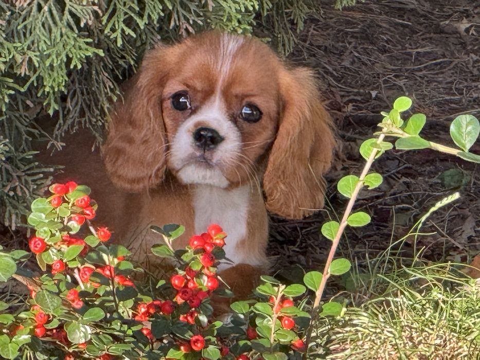 Cavalier king charles spaniel szczeniak z rodowodem ruby