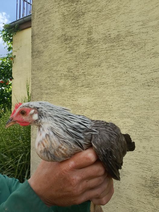 Kury ozdobne kurki i koguty