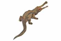 Dinozaur Sarcosuch, Collecta