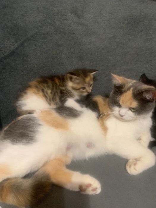 Кішка черепахового окрасу