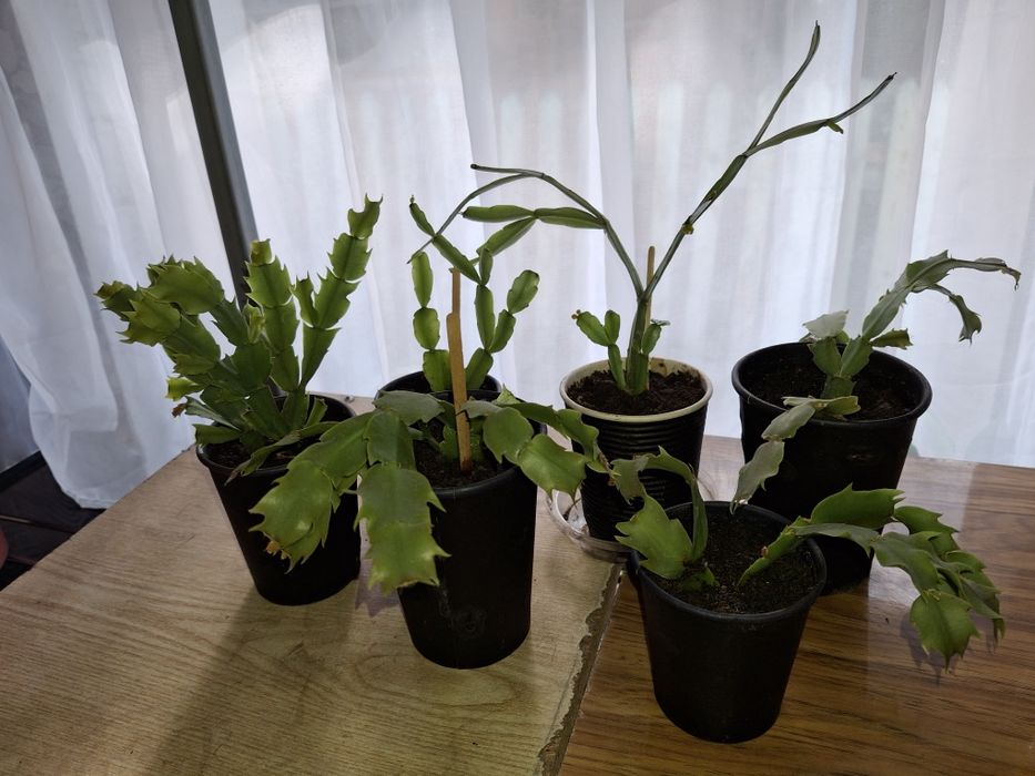 Лилия  комнатная, кактус, каланхоэ, рождественник. . ,