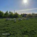 Продаж зааненськіх кіз