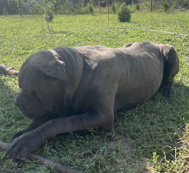 Вязка! Кане корсе