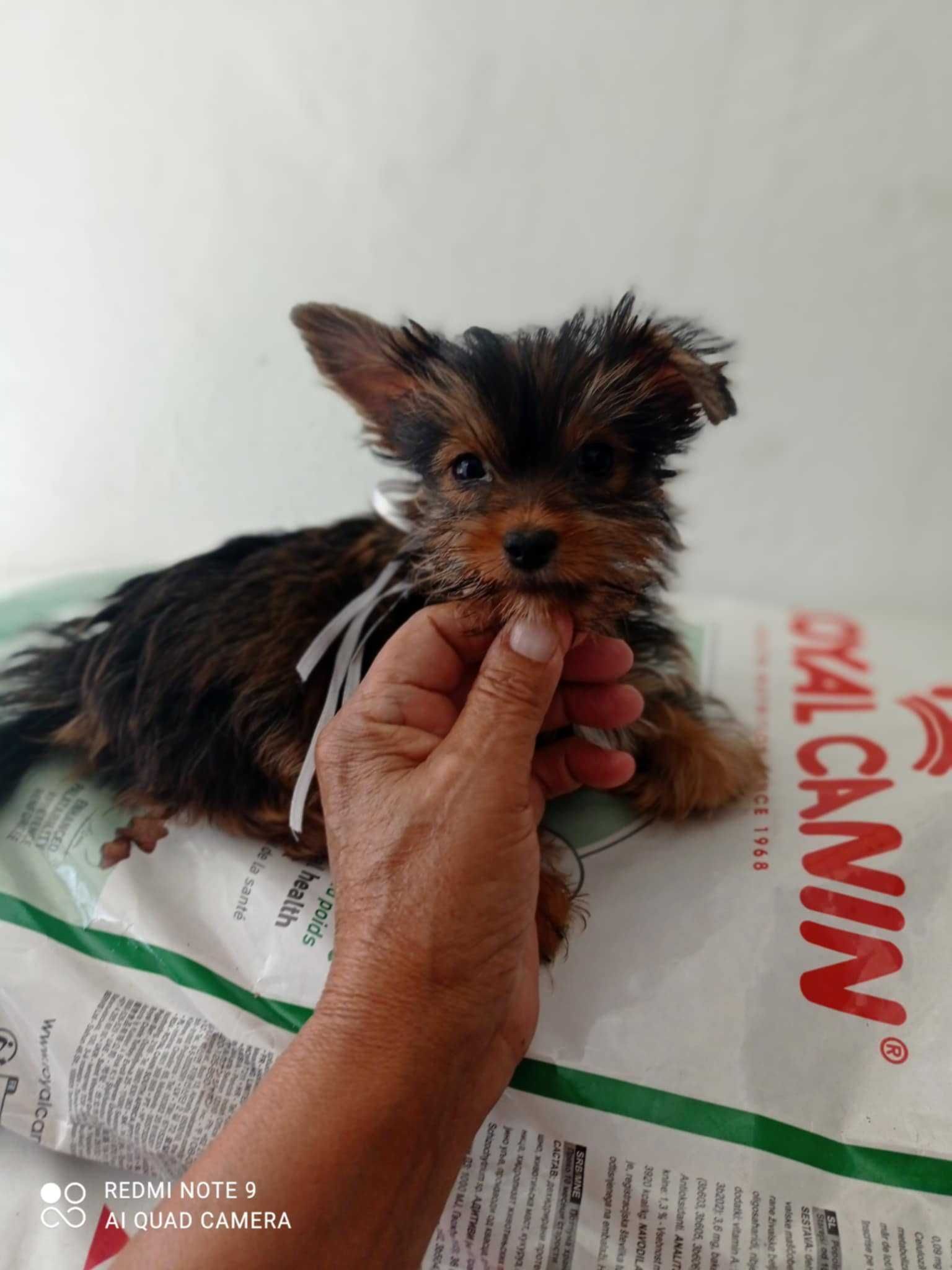 Machinho Yorkshire Chocolate Mini mini de 3 meses