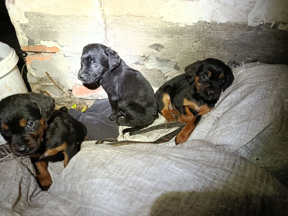 Віддам цуценят в добрі руки