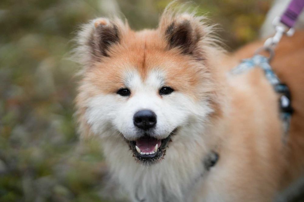 Piękny Akit szuka domu