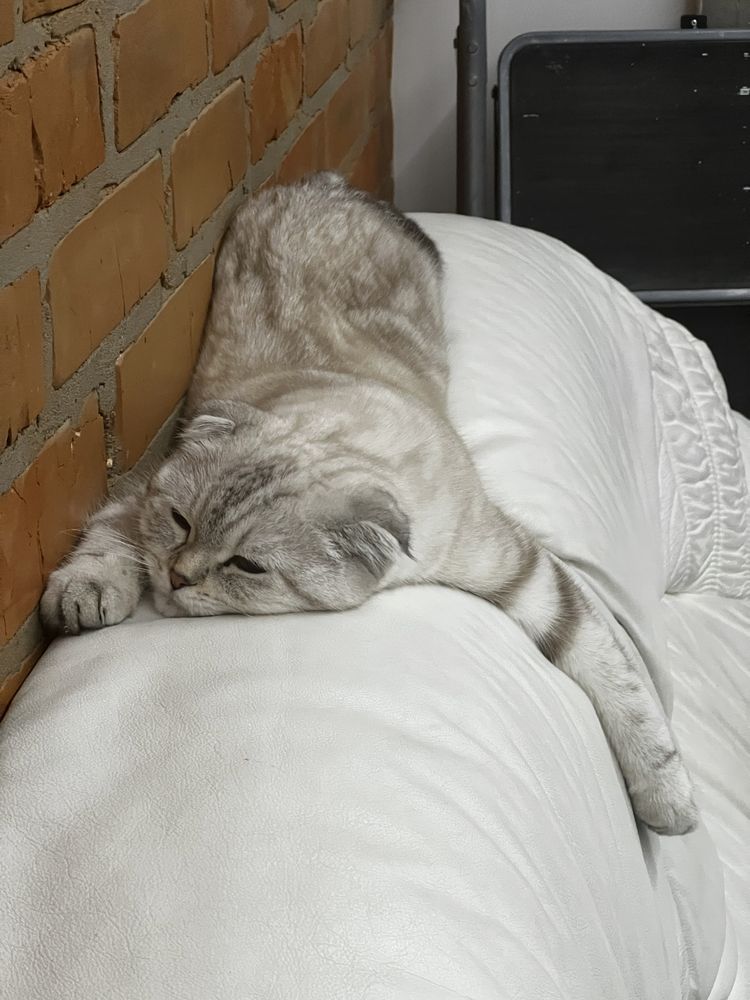 Шотландський фолд котик запрошує на вʼязку