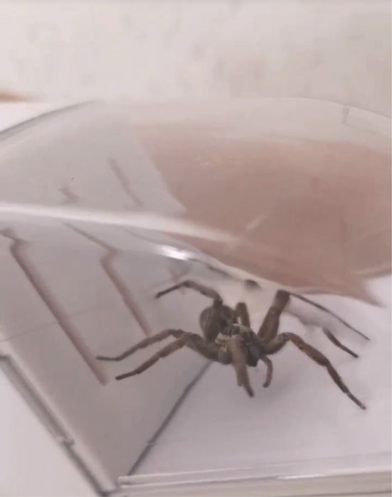 Apanhador de insetos