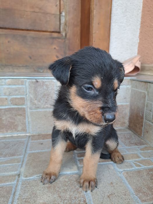 Віддам у хороші руки.