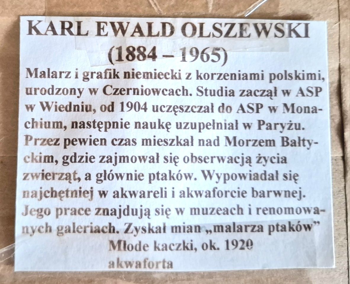 Młode kaczki akwaforta