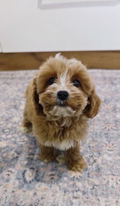 Suczka  cockapoo **REZERWACJA**