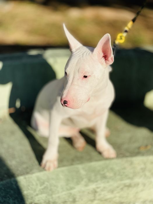 Bull Terrier Standard