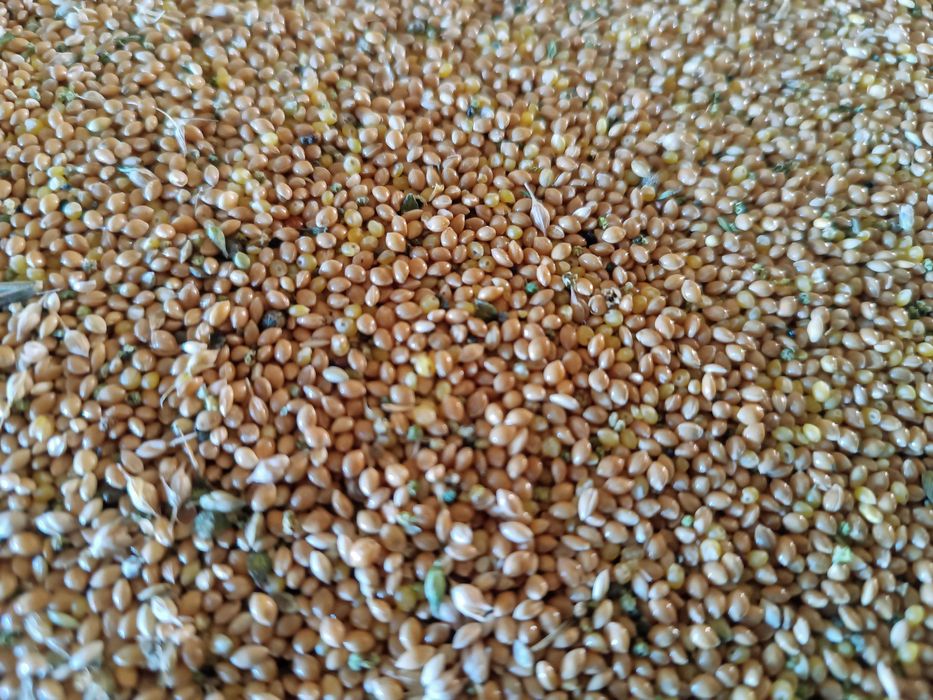 Proso z tegorocznego sezonu