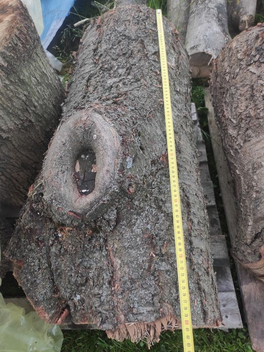 Pień, kłoda czereśni